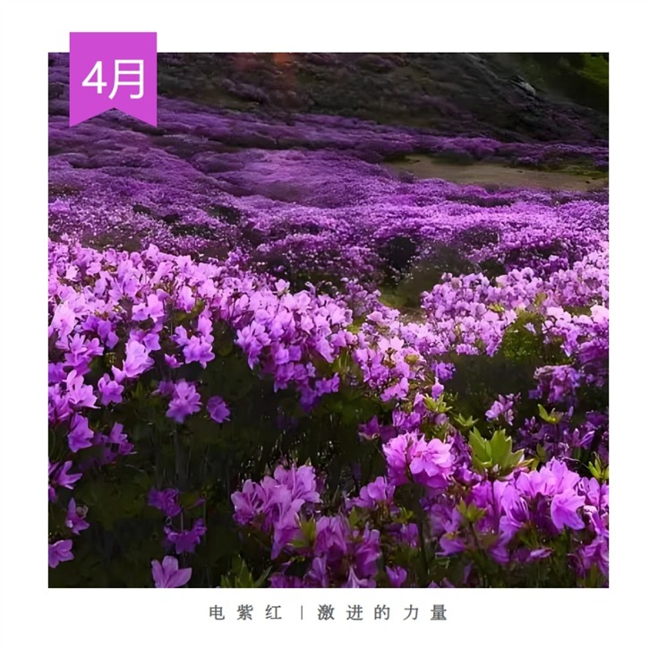 4、Electric Purple  Radical Power